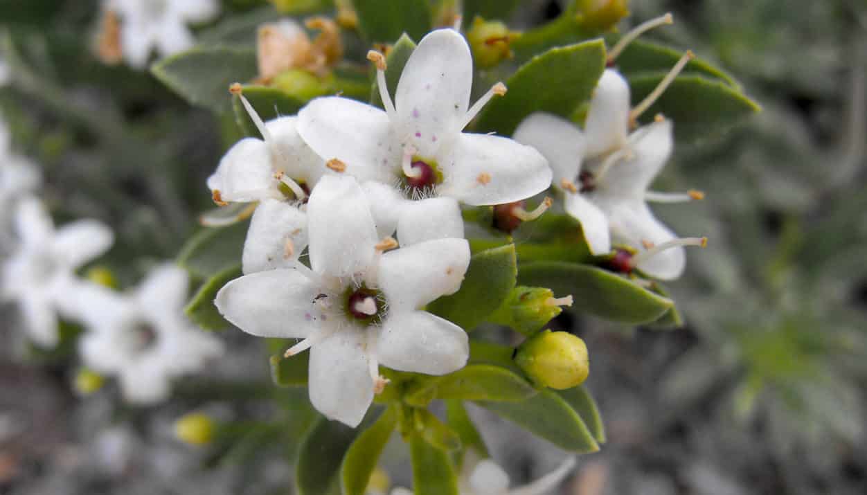A photograph of Myoporum parvifolium flowers