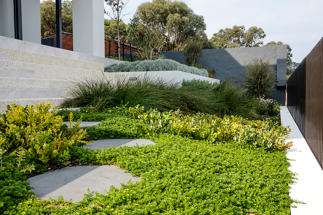 Hardy ground cover in between stone steppers in a coastal native landscaped garden.