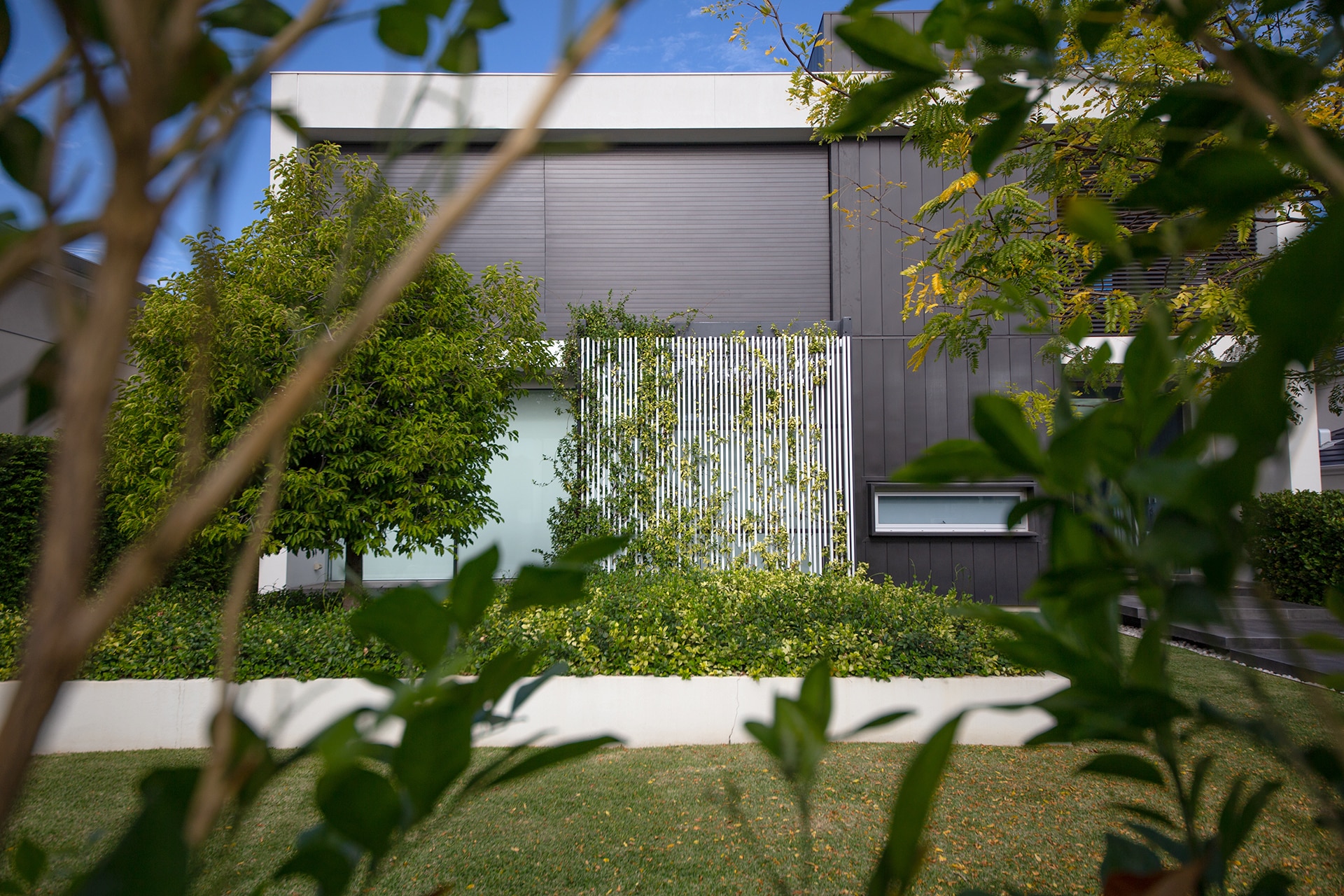 A photograph of a contemporary home and garden through the leaves, the garden has matured and is climbing up a trellis structure in the home.