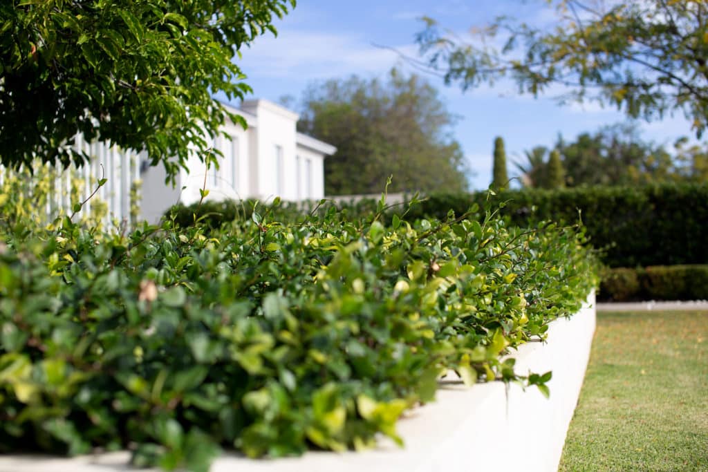 A photograph of a dense planting of star jasmine, not currently in flower.